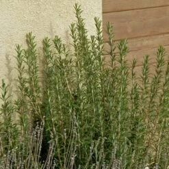 Plant Seed Store -Plant Seed Store rosmarinus officinalis alcalde cold hardy lavandula silver frost web