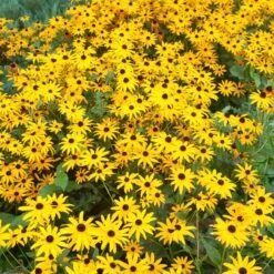 Plant Seed Store 24 Goldsturm Black Eyed Susan