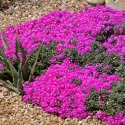 Creeping Shrubby Ice Plant (Ruschia) -Plant Seed Store ruschia pulvinaris 83750