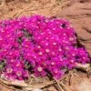 Creeping Shrubby Ice Plant (Ruschia)