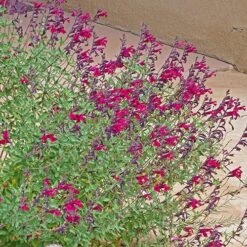 Burgundy Seduction Salvia -Plant Seed Store salvia burgundy seduction