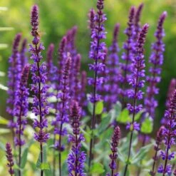 Caradonna Salvia -Plant Seed Store salvia caradonna sage