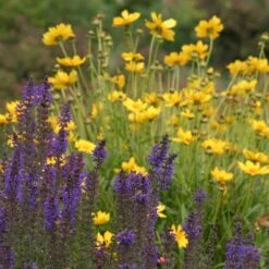 High Country Meadow Native Wildflower Seed Mix -Plant Seed Store salvia coreopsis meadow