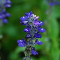 Texas Violet Salvia -Plant Seed Store salvia farinacea texas violet mealy sage