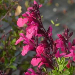 Cold Hardy Rainbow Salvia Collection -Plant Seed Store salvia greggii cold hardy pink