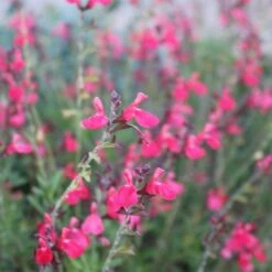 Cold Hardy Rainbow Salvia Collection -Plant Seed Store salvia greggii flowerkisser coral pink sage6