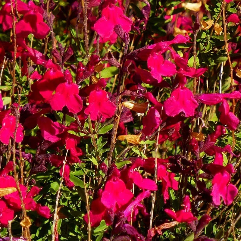 Furman's Red Texas Salvia 2 Furman's Red Texas Salvia - Image 2