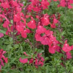 FlowerKisser® Coral-Pink Salvia -Plant Seed Store salvia greggii wwg3flowerkisser coral pink sage