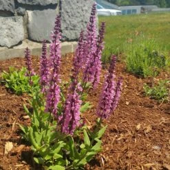 Lyrical™ Rose Salvia -Plant Seed Store salvia lyrical rose office garden
