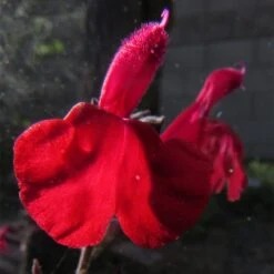 Cold Hardy Rainbow Salvia Collection -Plant Seed Store salvia maraschino