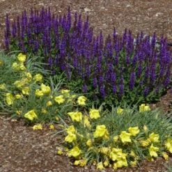 Little Night Salvia -Plant Seed Store salvia nemerosa little night oenothera shimmer