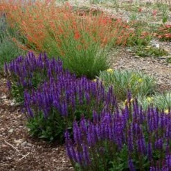 Plant Seed Store -Plant Seed Store salvia nemerosa little night penstemon pinifolius garden