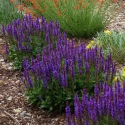 Plant Seed Store 30 Little Night Salvia