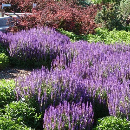 May Night Salvia 1 May Night Salvia