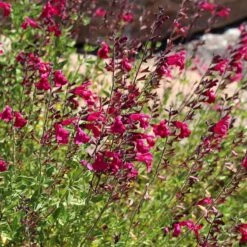 Cold Hardy Rainbow Salvia Collection -Plant Seed Store salvia raspberry delight bush sage