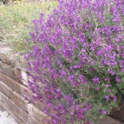 Cold Hardy Rainbow Salvia Collection -Plant Seed Store salvia ultra violet over wall 2
