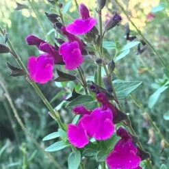 Cold Hardy Rainbow Salvia Collection -Plant Seed Store salvia x wwg04 flowerkisser royal rose sage pink blooms 1