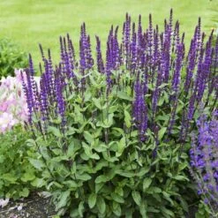Caradonna Salvia -Plant Seed Store salvia caradonna walters gardens 3 cropped