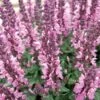 Lyrical™ Rose Salvia
