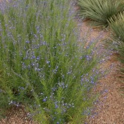 Autumn Sapphire™ Salvia -Plant Seed Store salvia reptans autumn sapphire brooke colburn 1 actually cropped