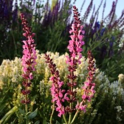 Lyrical™ Rose Salvia -Plant Seed Store salvia sylvestris balyricose 676836163 cropped