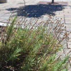 Plant Seed Store -Plant Seed Store santolina chamaecyparissus gray santolina flowers