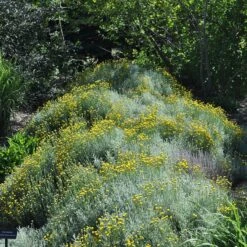 Plant Seed Store 32 Gray Santolina