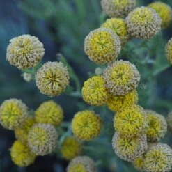 Gray Santolina -Plant Seed Store santolina chamaecyparissus gray santolina summer flowers close up