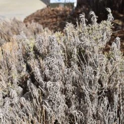 Gray Santolina -Plant Seed Store santolina chamaecyparissus gray santolina winter