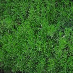 Green Santolina -Plant Seed Store santolina rosmarinifolia green santolina spring foliage