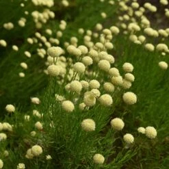 Green Santolina -Plant Seed Store santolina rosmarinifolia green santolina summer cream flowers