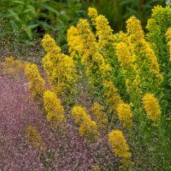 Golden Torch Goldenrod (Wichita Mountains Solidago) -Plant Seed Store saxon holt muhlenbergia reverchonii with solidago wichita mtns