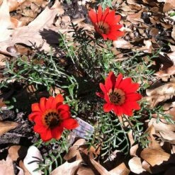 Scarlet Tanager Gazania 5 Scarlet Tanager Gazania -Plant Seed Store scarlet tanager african daisy ground trio