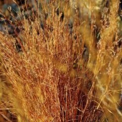 Blaze Little Bluestem Grass -Plant Seed Store schizachyrium scoparium blaze cropped 2