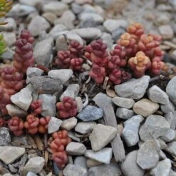 Old Man's Bones Sedum -Plant Seed Store sedum globosum old mans bones growing 1