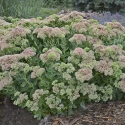 Autumn Fire Sedum -Plant Seed Store sedum autumn fire whole plant e