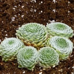 Cobweb Hens And Chicks -Plant Seed Store sempervivum arachnoideum