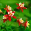 Red Hobbit Columbine