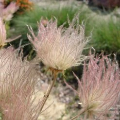 Apache Plume (Fallugia) -Plant Seed Store shutterstock apache plume fallugia paradoxa 1 cropped