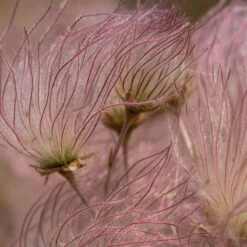 Apache Plume (Fallugia) -Plant Seed Store shutterstock apache plume fallugia paradoxa 2 cropped
