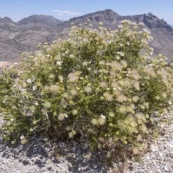 Apache Plume (Fallugia) -Plant Seed Store shutterstock apache plume fallugia paradoxa 4 cropped