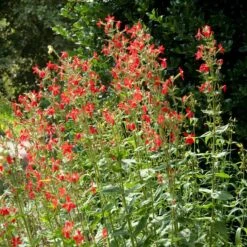 Royal Catchfly (Silene) -Plant Seed Store silene reiga royal catchfly full plant