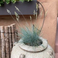 Siskiyou Blue Fescue Grass 5 Siskiyou Blue Fescue Grass -Plant Seed Store siskiyou blue fescue 2