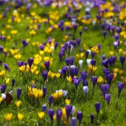 Snow Crocus Mix -Plant Seed Store snow crocus mix lawn