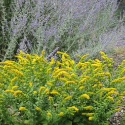 Golden Fleece Goldenrod (Solidago) -Plant Seed Store solidago golden fleece russian sage perovskia atriplicifolia