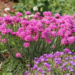 Splendens Armeria -Plant Seed Store splendens sea thrift armeria maritima garden