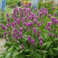 Hummelo Betony -Plant Seed Store stachys monieri hummelo 3