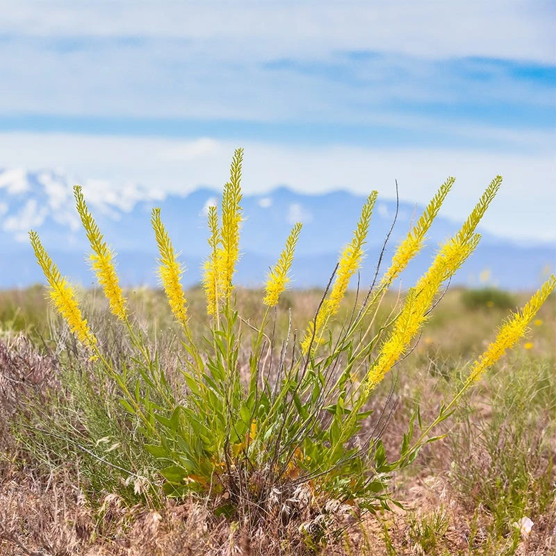 Prince's Plume 2 Prince's Plume - Image 2