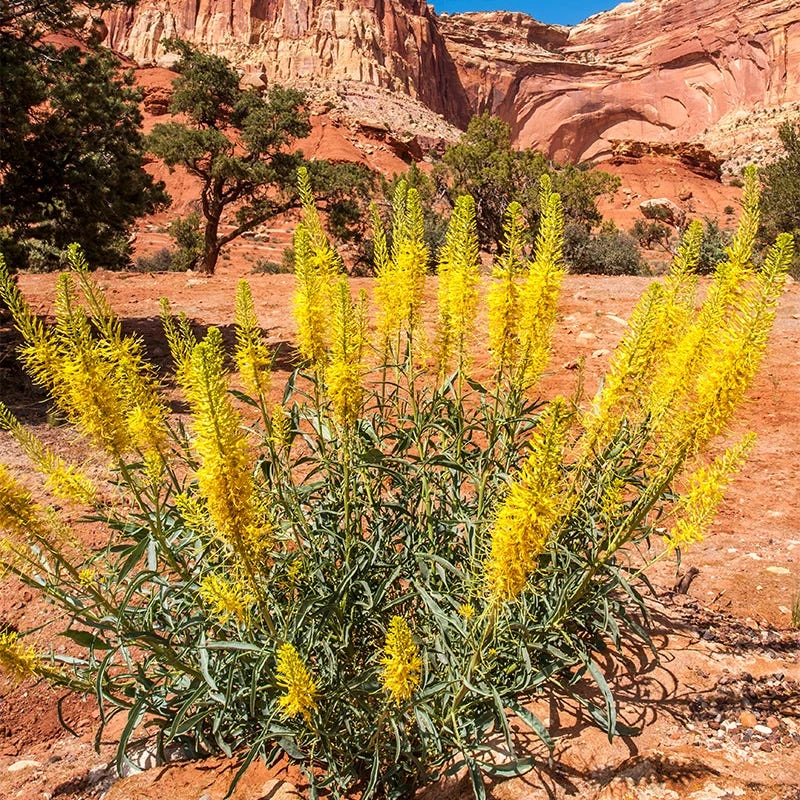 Prince's Plume 1 Prince's Plume