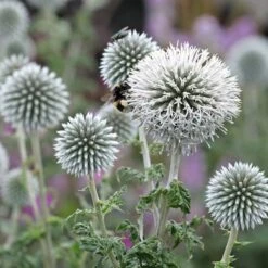 Star Frost Echinops -Plant Seed Store star frost echinops 1